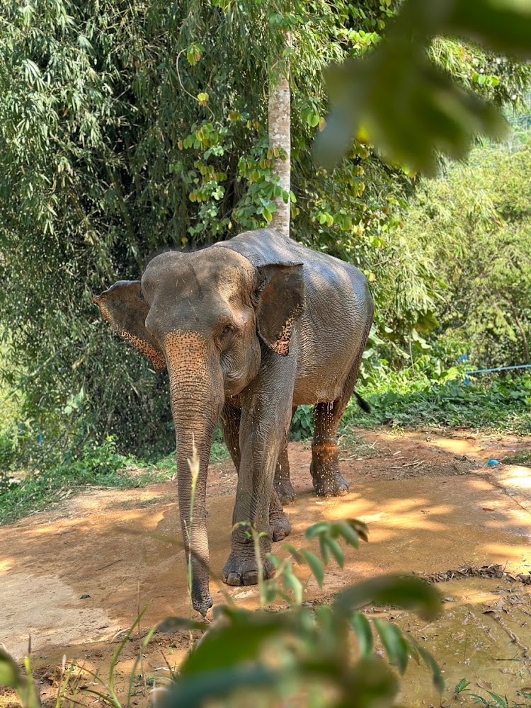 El elefante Jay