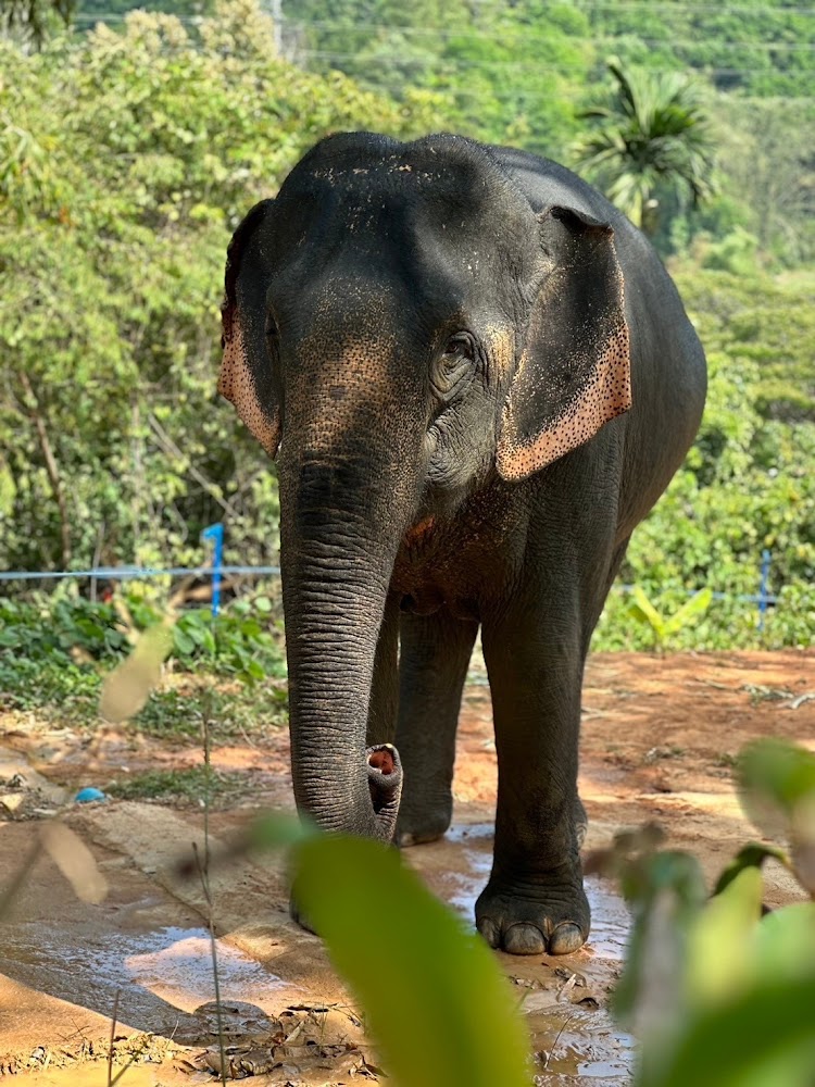 L'elefante Nam Choke al Phuket Elephant Park