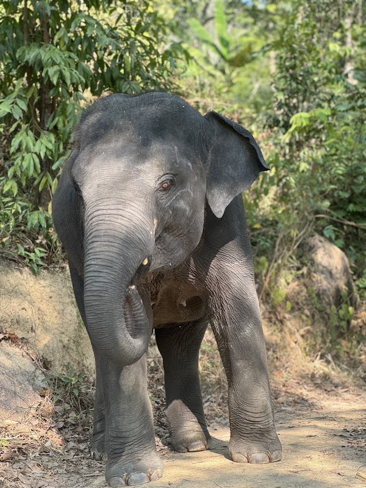 L'elefante Nam Choke al Phuket Elephant Park