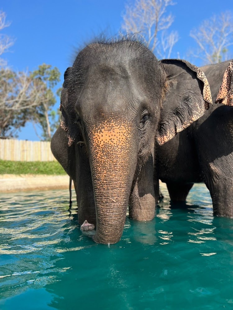 L'elefantessa Mali al Phuket Elephant Park