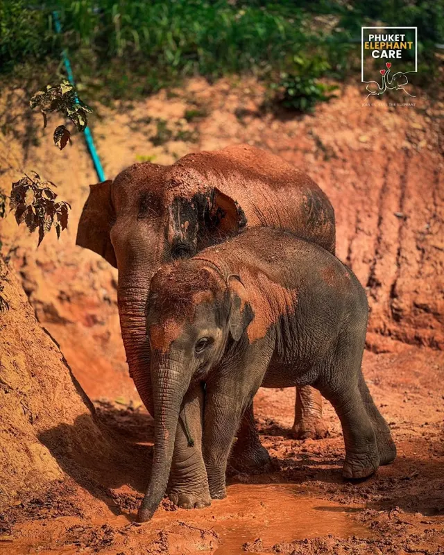 Guests watching rescued elephants up close in Phuket