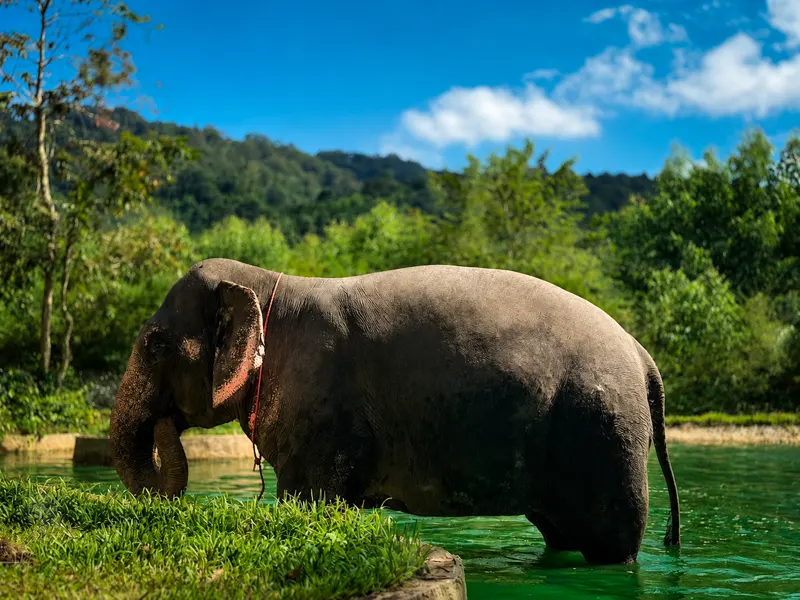 Guests watching rescued elephants up close in Phuket