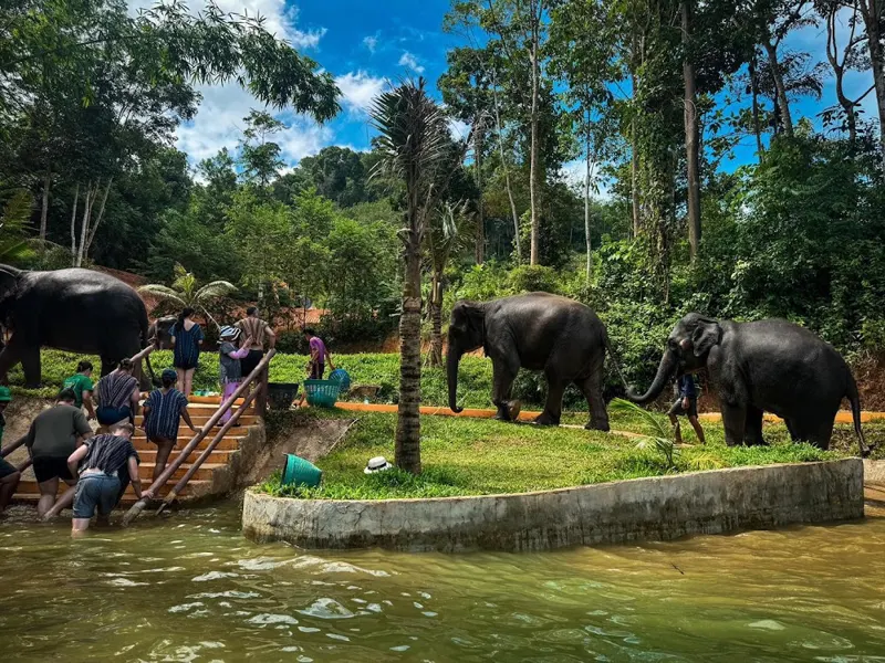 Guests watching rescued elephants up close in Phuket