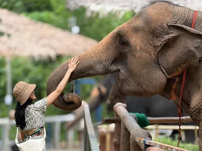 Guests watching rescued elephants up close in Phuket