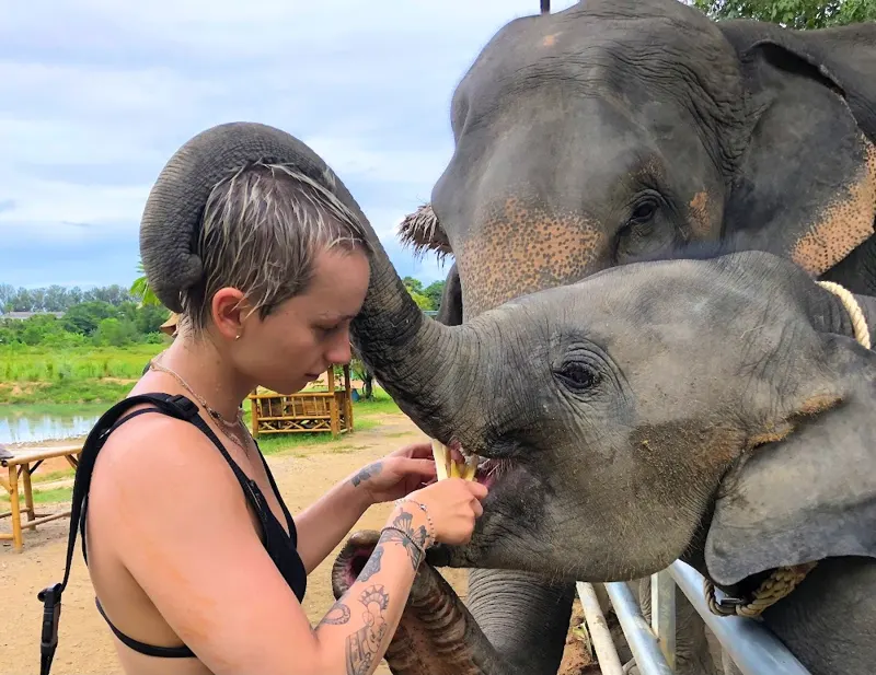 Guests watching rescued elephants up close in Phuket