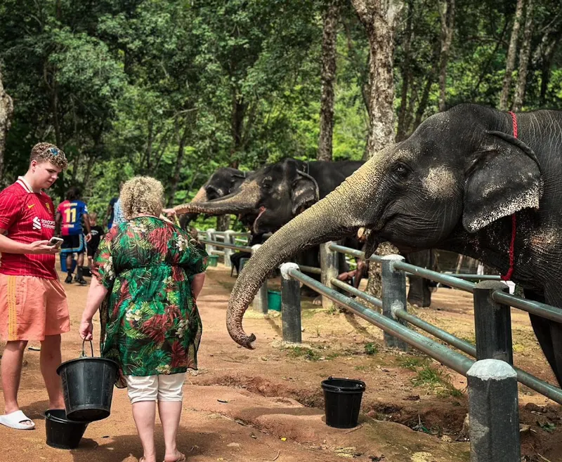 Guests watching rescued elephants up close in Phuket