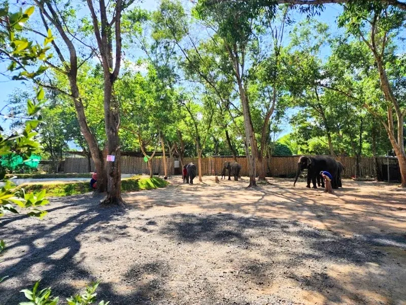 Guests watching rescued elephants up close in Phuket