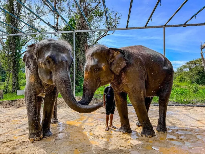 Elephant bathing and spa experience in Phuket