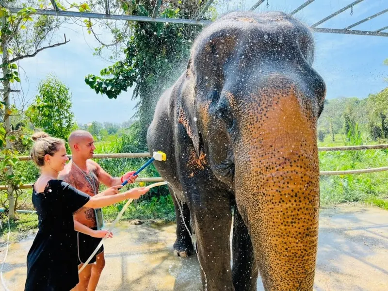 Elephant bathing and spa experience in Phuket