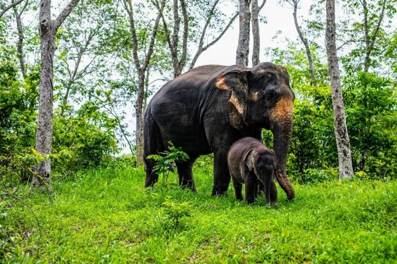 Full-day elephant explorer tour in Phuket