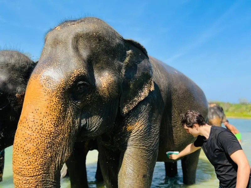 Half-day elephant program at the Phuket sanctuary