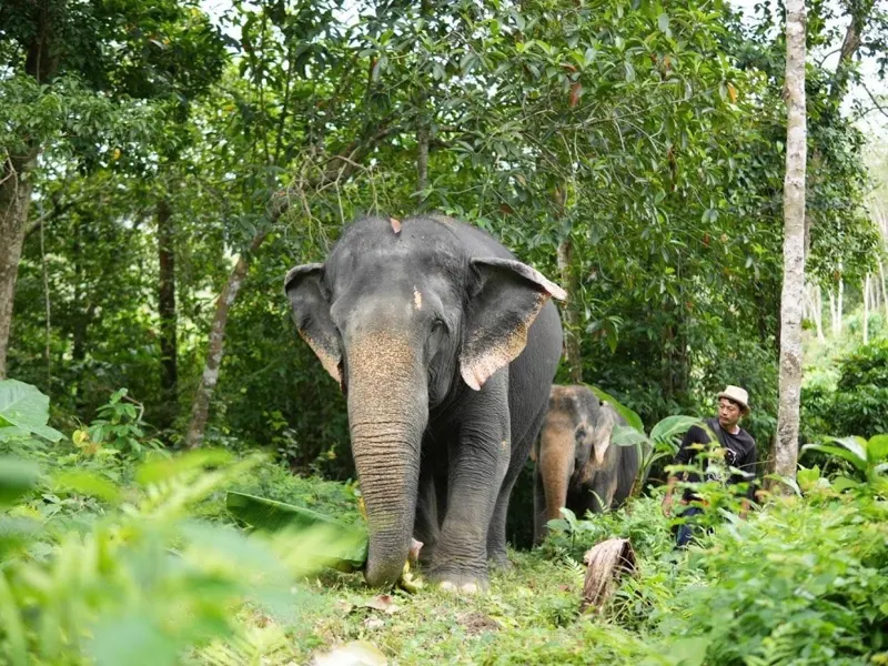 Heart to Trunk walk with rescued elephants in the Phuket jungle