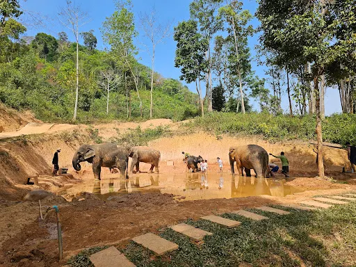 Elephants at Loch Palm sanctuary, Phuket