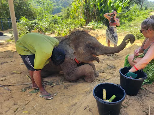 Elephants at Loch Palm sanctuary, Phuket