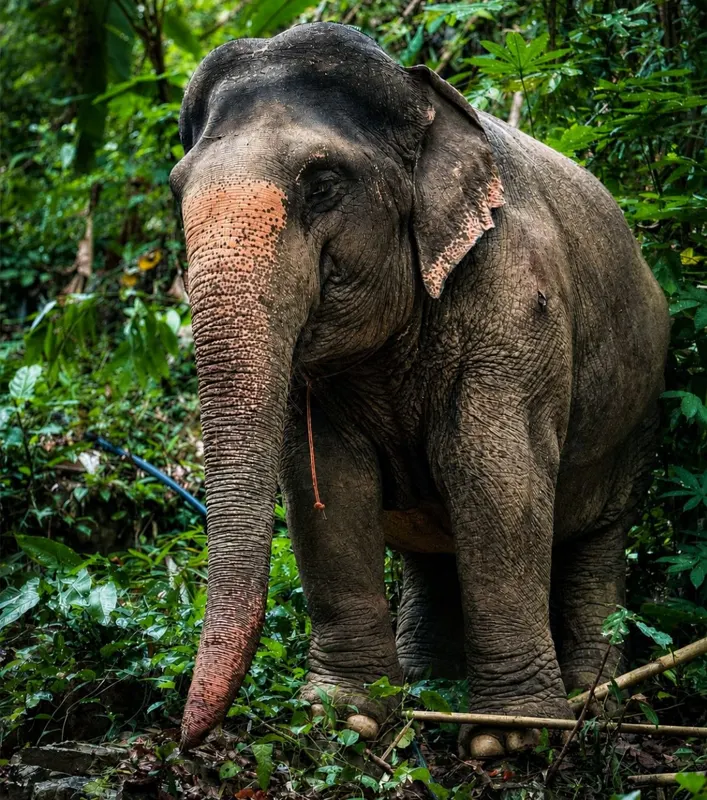 Rescued elephants at our ethical elephant sanctuary in Phuket
