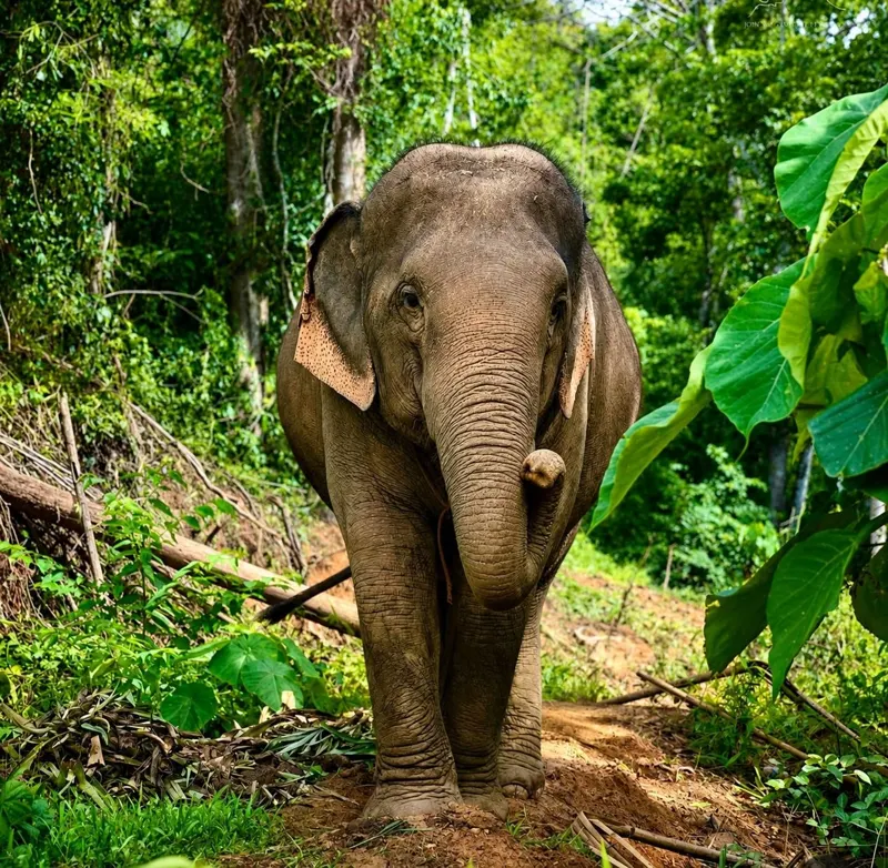 Rescued elephants at our ethical elephant sanctuary in Phuket
