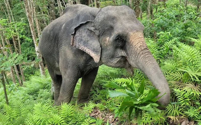 Elephants at Sakhu sanctuary, Phuket