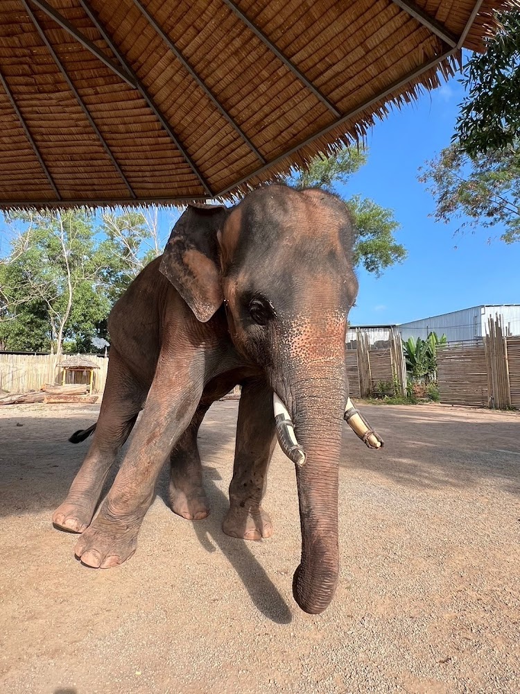 L'elefante Moo-Phee al Phuket Elephant Park