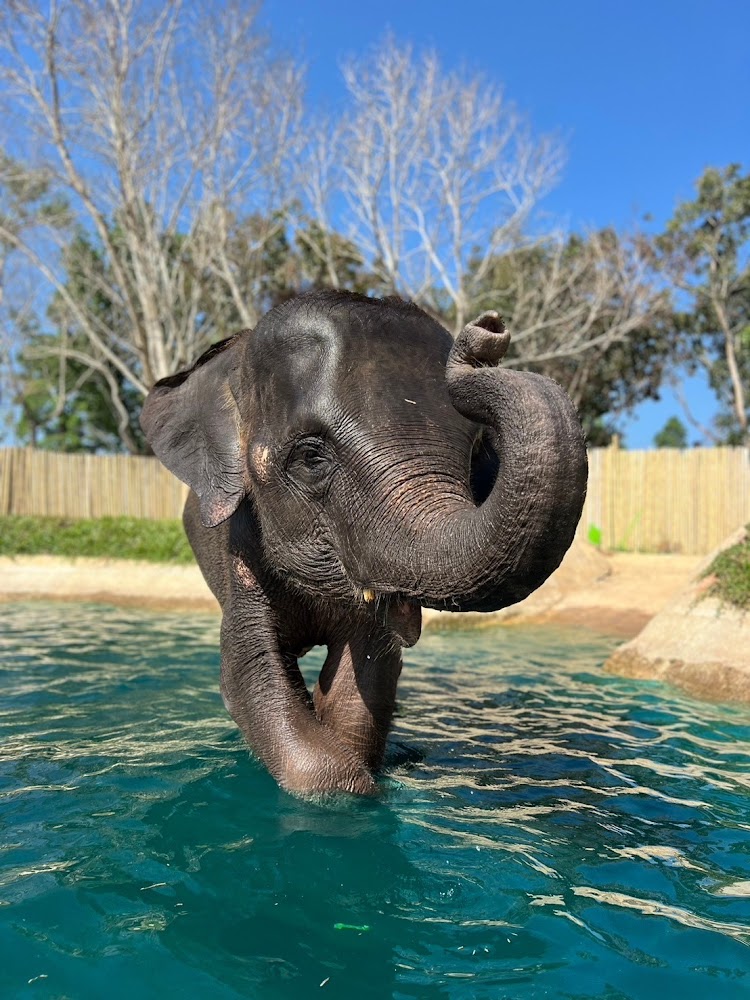 El elefante Peter
