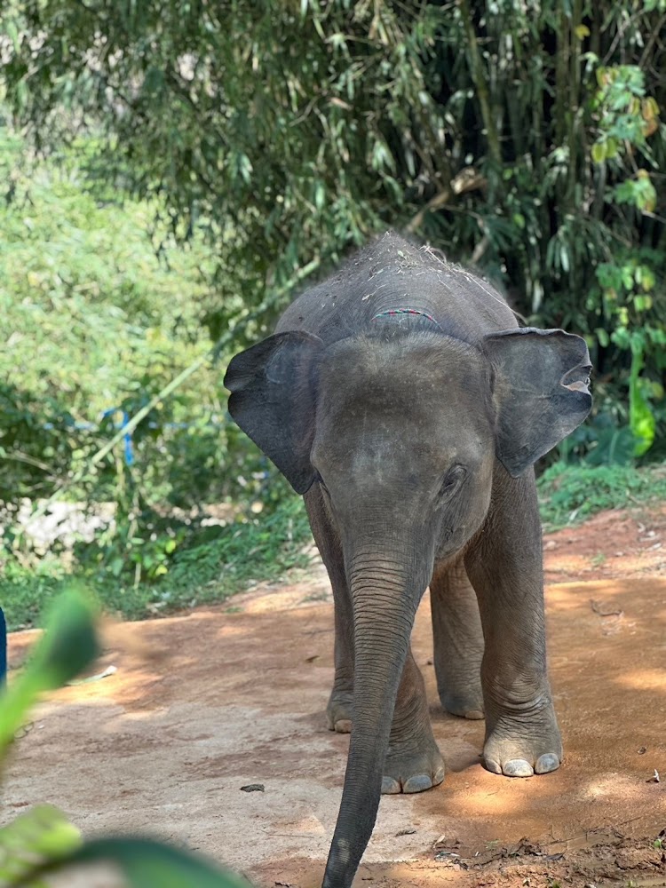 L'elefante Shabu al Phuket Elephant Park