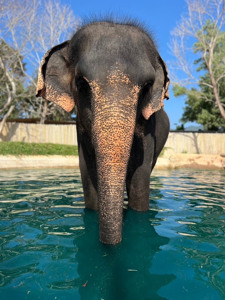 L'elefante Nam Choke al Phuket Elephant Park