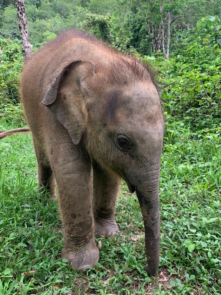 Elefante en su hábitat natural